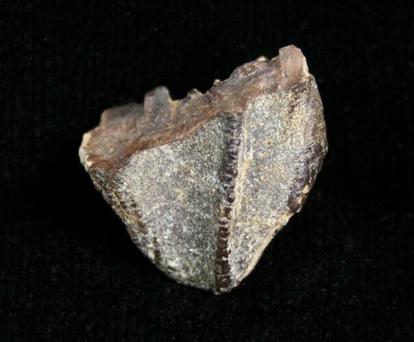 Partial Triceratops Tooth Crown - Montana #4462